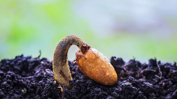 بذر چیست ؟ و خصوصیات آن ؟